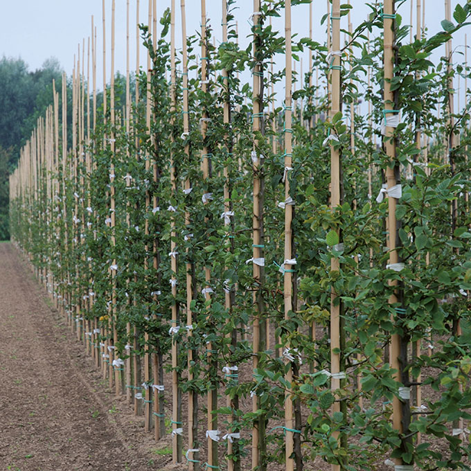 Tonkin-Stab 210 cm ø 18-20 mm, Bund à 100 Stück