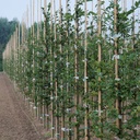 Tonkin-Stab 240 cm ø 20-22 mm, Bund à 50 Stück