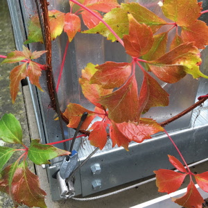 Spalierset GRIPPLE verzinkt