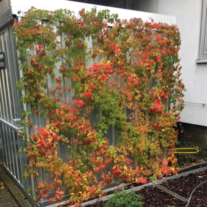 Spalierset GRIPPLE verzinkt