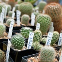 Kakteen-Container schwarz 8x8x8 cm, 1925 Stück