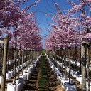 Baumschulcontainer White Bag 65 lt