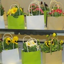 Papiertasche «Miniplant» Kraftpapier weiss mit PE-Beschichtung, 14/6 x 12 cm