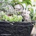 OASIS® BLACK BIOLIT® Pflanzschale ø 30 cm