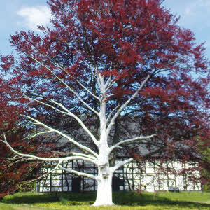 Stammschutzfarbe ARBO-FLEX 7 plus, Weissanstrich 5 kg