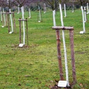 Stammschutzfarbe ARBO-FLEX 7 plus, Weissanstrich 5 kg