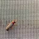 135.610_Kulturschutznetz FILBIO, 100 m lang, 420 cm breit