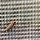 Kulturschutznetz FILBIO, 100 m lang, 420 cm breit