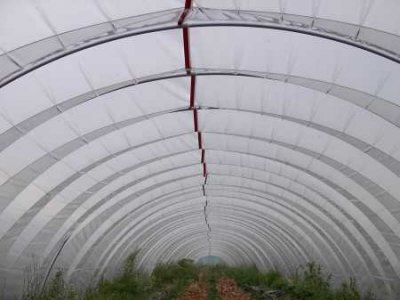 Gewächshausfolie transparent, L. 30 m, B. 800 cm, D. 0.18 mm