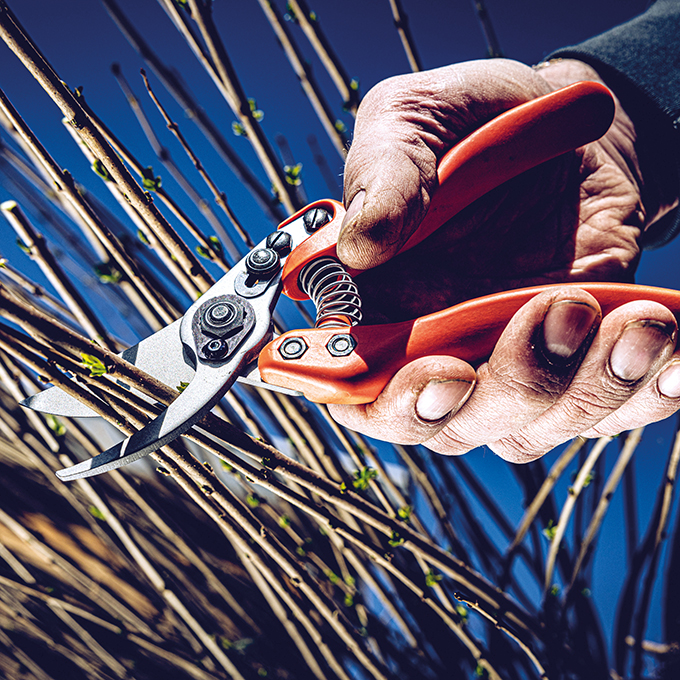 Baumschere LÖWE 11.107, 21 cm lang