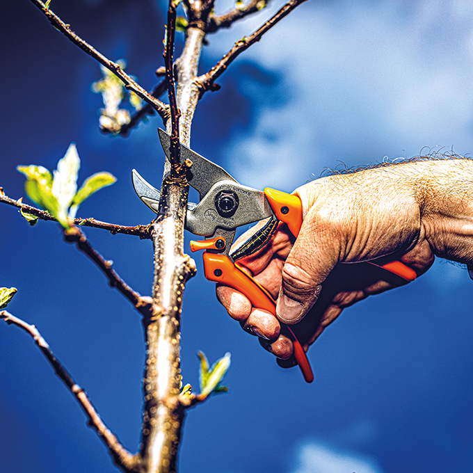 Baumschere LÖWE 8.107, 21 cm lang
