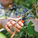 Baumschere PICA 4, Länge 17.7 cm