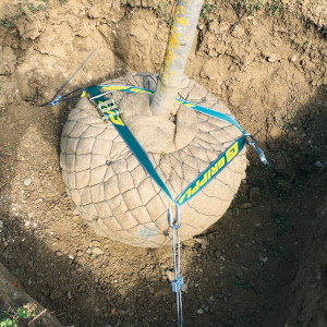 Wurzelballenverankerung GRIPPLE CFK 3 mit Ringschraube