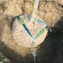 Wurzelballenverankerung GRIPPLE DMK 4 mit Schlaufen