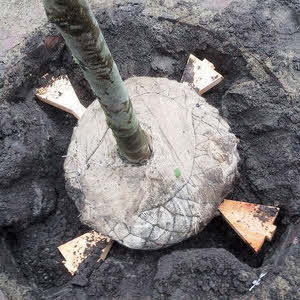 Wurzelballenverankerung ARBRETIO®