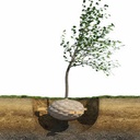 Wurzelballenverankerung ARBRETIO®