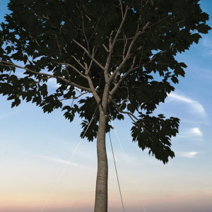 Baumverankerung GRIPPLE TGK 4