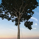 Baumverankerung GRIPPLE TGK 4