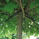 Baumverankerung GRIPPLE TGK 5