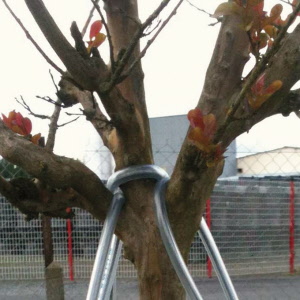 Baumverankerung, Baumhöhe 4-7 m