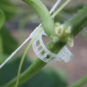 Pflanzenbefestigungsclip 14 mm schwarz, 17'000 Stück