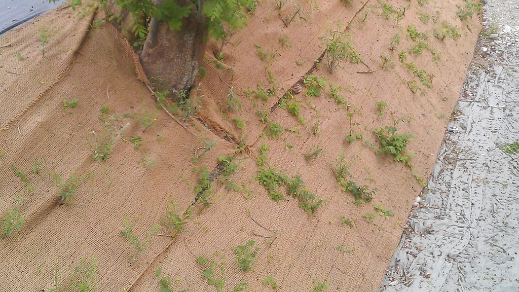 Tissu en jute pour la protection des talus, 210 g/m², longueur 50 m, largeur 200 cm