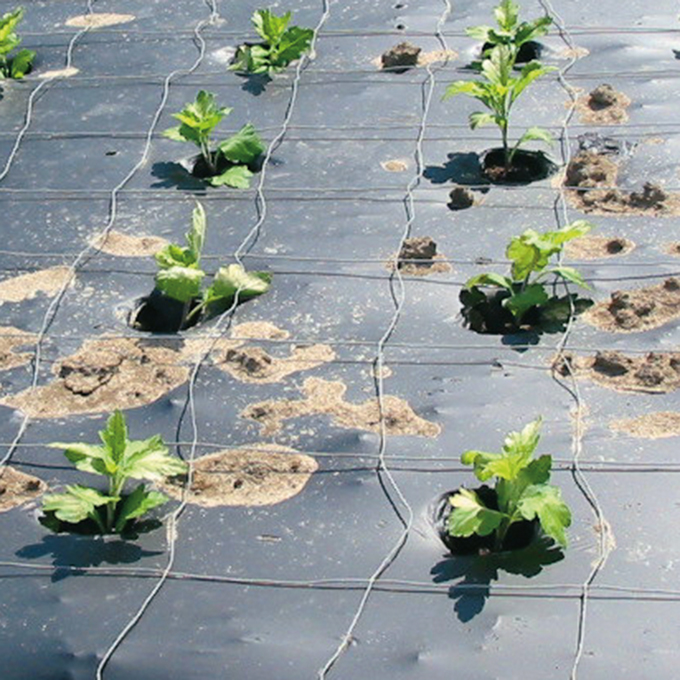 Paillis BIO, 100% biodégradable, largeur 140 cm