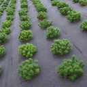 Toile de paillage BIOCOVERS, longueur 50 m, largeur 400 cm