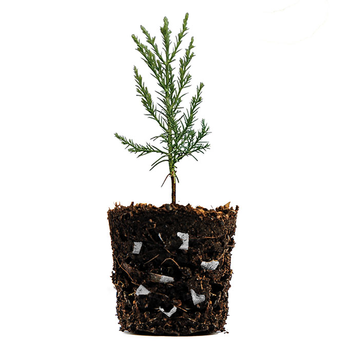 Vlieswürfel LITE-CUBES BIO1, Sack à 50 Liter