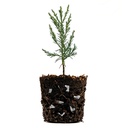 Cube non-tissé LITE-CUBES BIO1, sac de 50 litres