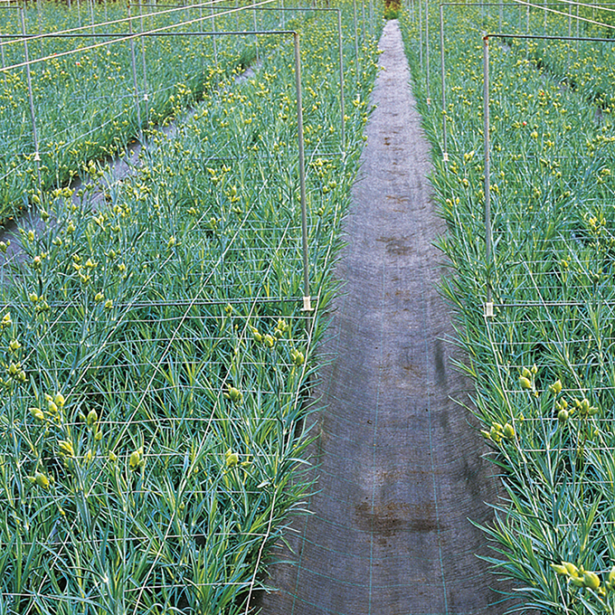 Blumenstütznetz aus Kunststoff 125 cm breit, 125x125 mm