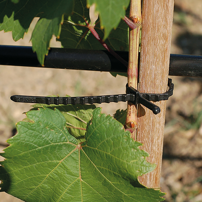 Attache à crans, longueur 250 mm, sachet de 250 pièces