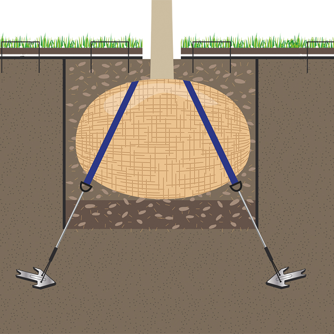 Wurzelballenverankerung mit Erdanker, Baumhöhe 2-4.5 m