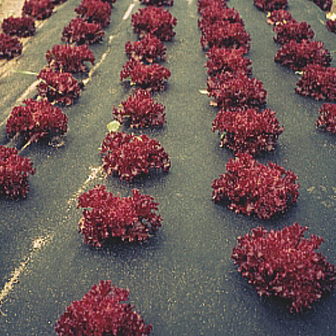 Mulchvlies COVERTAN, 250 m lang, 160 cm breit