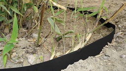 [137.350] Rhizomsperre HDPE 2 mm, 25 m lang, 70 cm breit