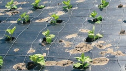 [135.400] Paillis BIO, 100% biodégradable, longueur 100 m, largeur 100 cm