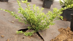 [137.050] Unkrautvlies PLANTEX GOLD, 125 g/m², 100 m lang, 100 cm breit