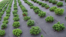 [135.950] Bio-Unkrautvlies BIOCOVERS, 157 g/m², 50 m lang, 200 cm breit