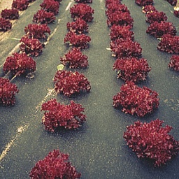 [135.310] Voile de paillage COVERTAN, largeur 150 cm