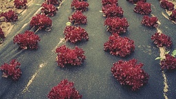 [135.300] Voile de paillage COVERTAN 50 g/m², longueur 250 m, largeur 120 cm